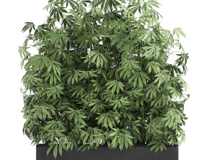 decorative cannabis in flowerpots 771 3D Model