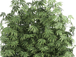 decorative cannabis in flowerpots 771 3D Model