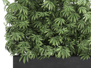 decorative cannabis in flowerpots 771 3D मॉडल