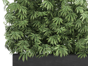 decorative cannabis in flowerpots 771 3D Model
