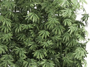decorative cannabis in flowerpots 771 3D मॉडल