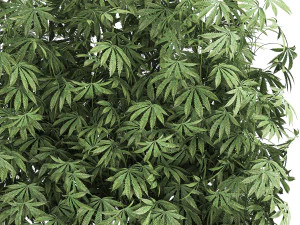 decorative cannabis in flowerpots 771 3D Model