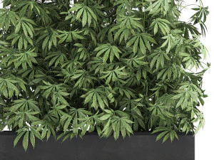 decorative cannabis in flowerpots 771 3D Model