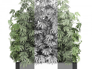 decorative cannabis in flowerpots 771 3D मॉडल