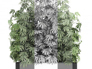decorative cannabis in flowerpots 771 3D Model