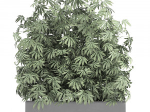 decorative cannabis in flowerpots 771 3D मॉडल