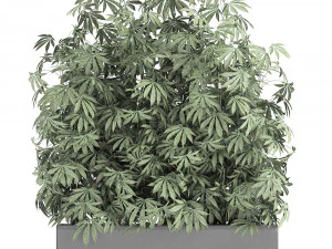 decorative cannabis in flowerpots 771 3D Model