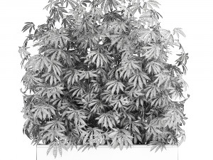 decorative cannabis in flowerpots 771 3D मॉडल