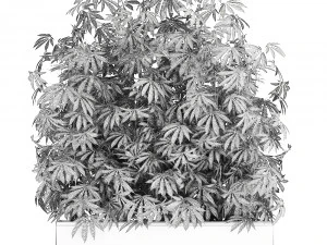 decorative cannabis in flowerpots 771 3D Model