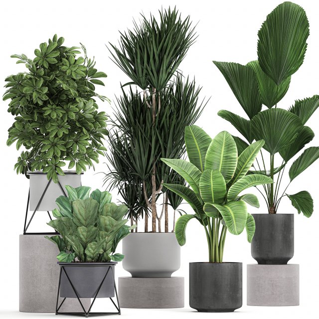 collection of decorative plants in flowerpots 772 Modèle 3D .c4d .max .obj .3ds .fbx .stl .blend 