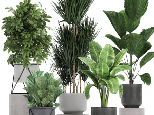 collection of decorative plants in flowerpots 772 3D Model