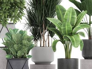 collection of decorative plants in flowerpots 772 Modèle 3D
