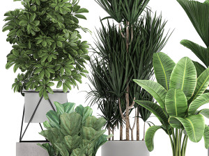 collection of decorative plants in flowerpots 772 Modèle 3D