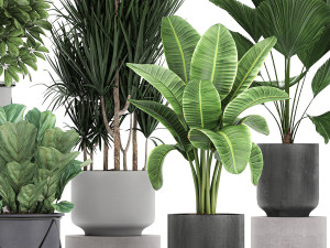 collection of decorative plants in flowerpots 772 Modèle 3D