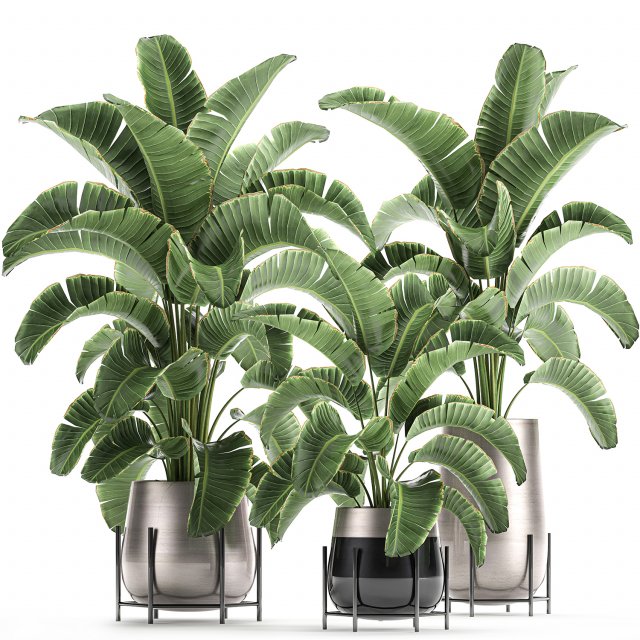 banana palm in a pot for the interior 773 3D-Modell .c4d .max .obj .3ds .fbx .stl .blend 