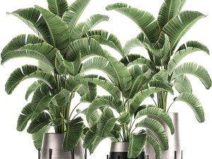 banana palm in a pot for the interior 773 Modelo 3D