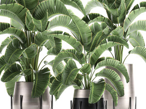 banana palm in a pot for the interior 773 3D-Modell