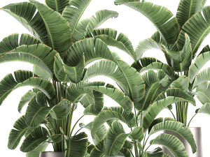 banana palm in a pot for the interior 773 3D-Modell