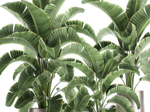 banana palm in a pot for the interior 773 3D Model