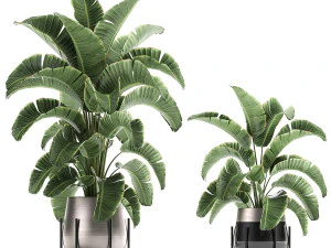 banana palm in a pot for the interior 773 3D Model