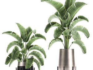 banana palm in a pot for the interior 773 3D-Modell