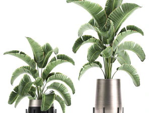 banana palm in a pot for the interior 773 3D Model