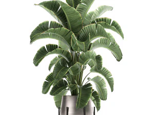 banana palm in a pot for the interior 773 3D Model