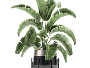 banana palm in a pot for the interior 773 3D Model
