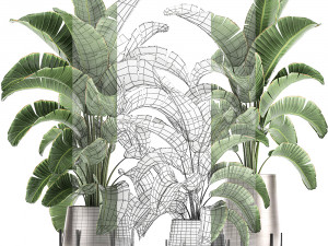 banana palm in a pot for the interior 773 3D-Modell