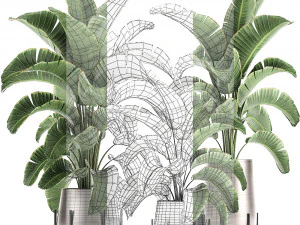 banana palm in a pot for the interior 773 3D Model