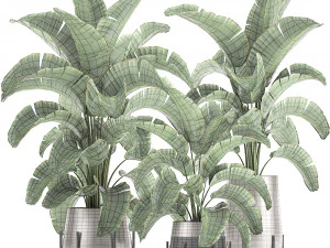 banana palm in a pot for the interior 773 3D Model