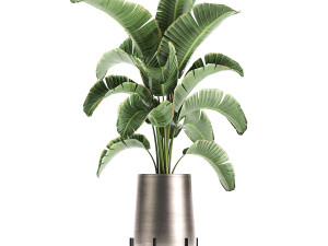 banana palm in a pot for the interior 773 3D-Modell