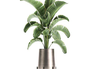 banana palm in a pot for the interior 773 3D Model