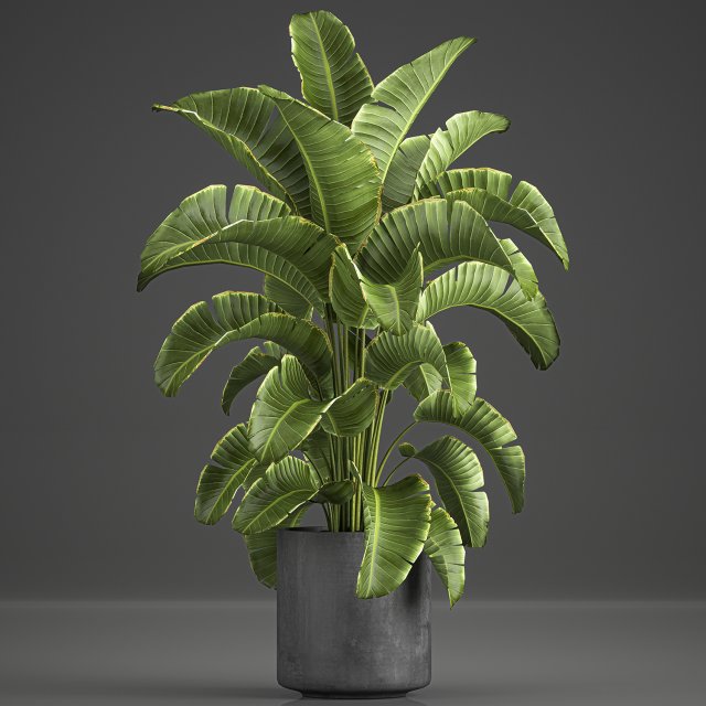 banana palm in a pot for the interior 774 3D-Modell .c4d .max .obj .3ds .fbx .stl .blend 