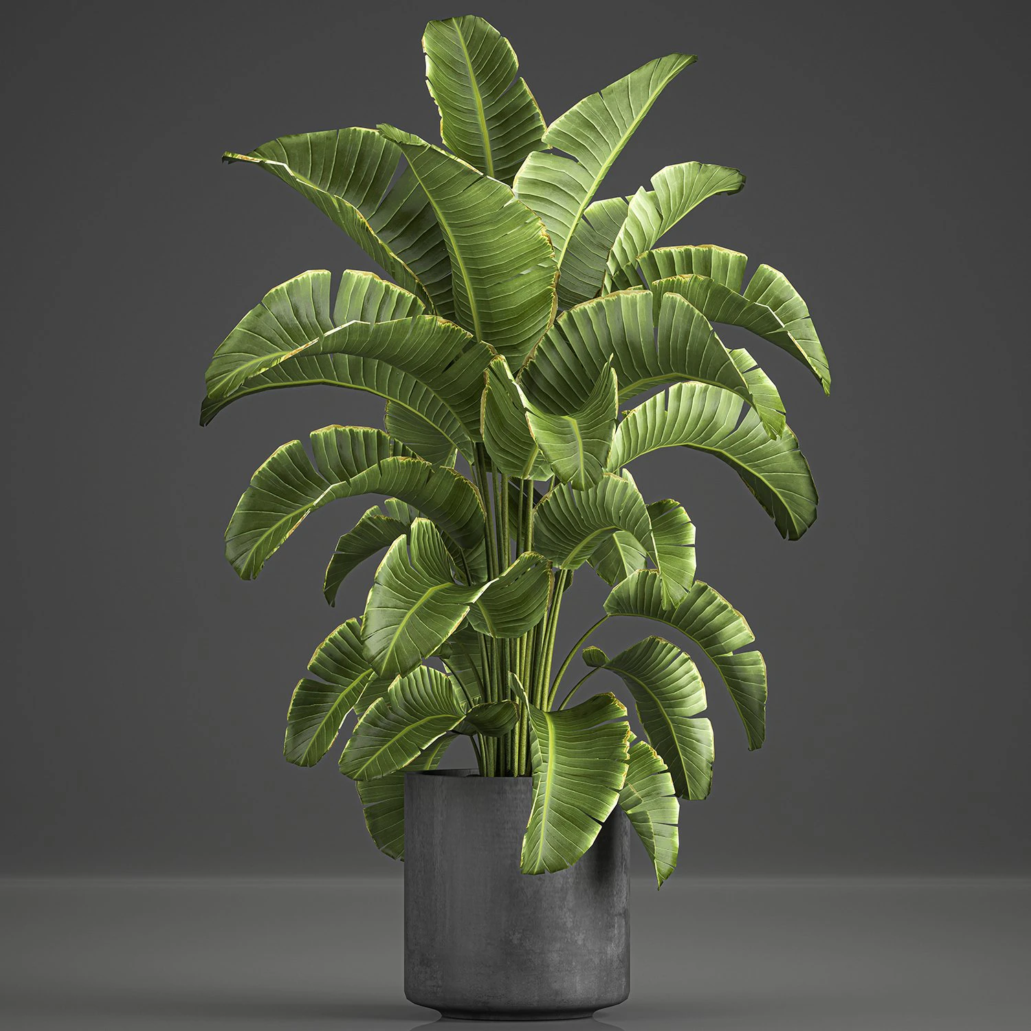 banana palm in a pot for the interior 774 3D Model .c4d .max .obj .3ds .fbx .stl .blend