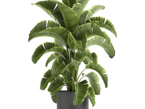 banana palm in a pot for the interior 774 3D-Modell