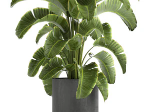 banana palm in a pot for the interior 774 3D Model