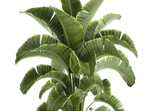 banana palm in a pot for the interior 774 3D-Modell