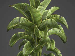 banana palm in a pot for the interior 774 3D Model