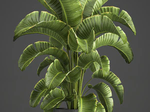 banana palm in a pot for the interior 774 3D Model