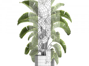 banana palm in a pot for the interior 774 3D-Modell