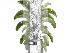 banana palm in a pot for the interior 774 3D Model