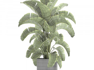 banana palm in a pot for the interior 774 3D-Modell