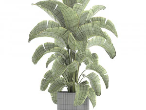 banana palm in a pot for the interior 774 3D Model