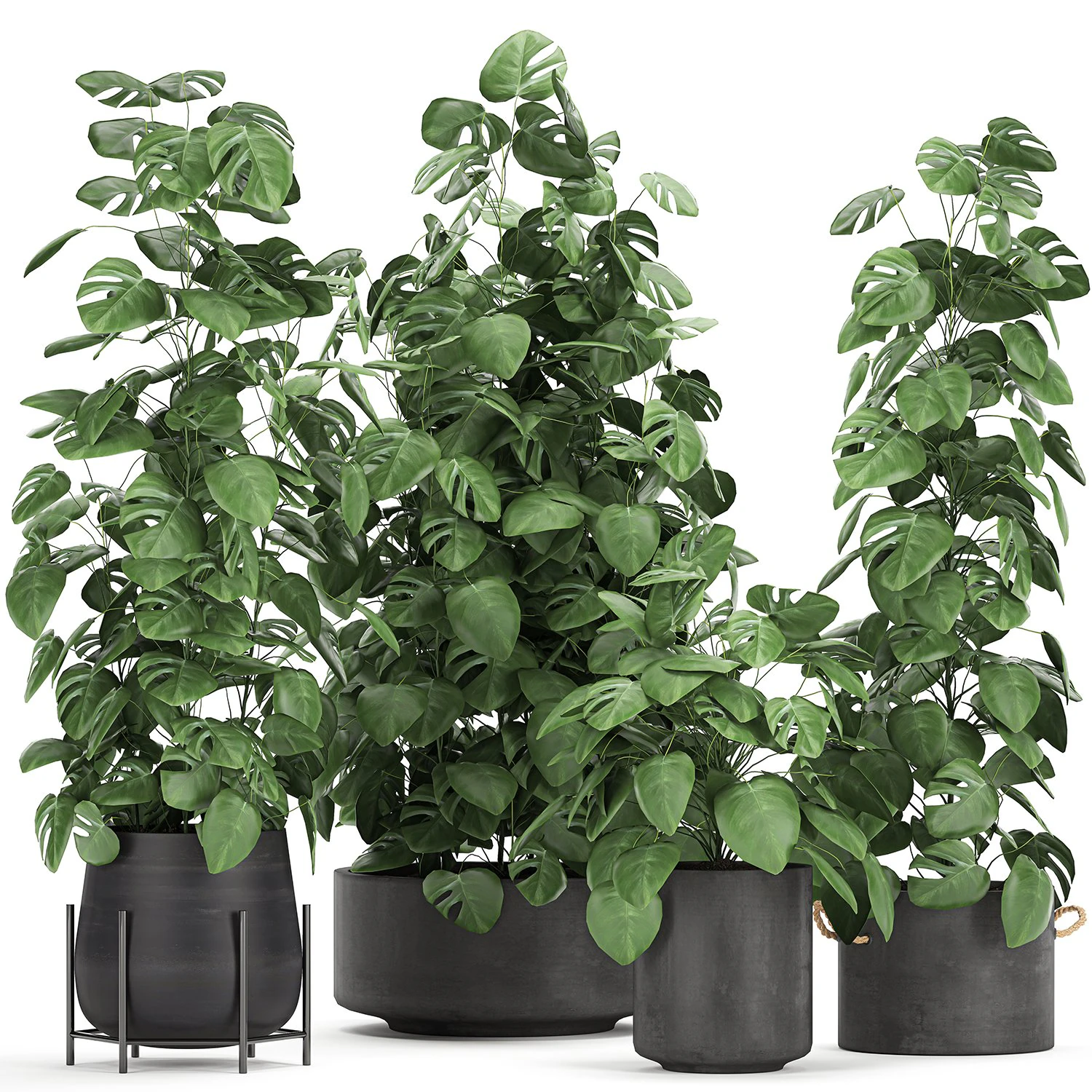 monstera in a pot for the interior 775 3D Model .c4d .max .obj .3ds .fbx .stl .blend 