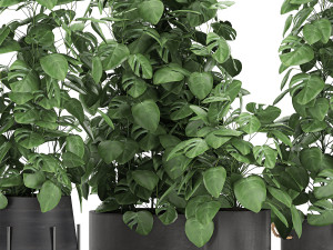 monstera in a pot for the interior 775 3D मॉडल