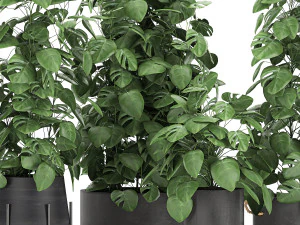 monstera in a pot for the interior 775 3D Model