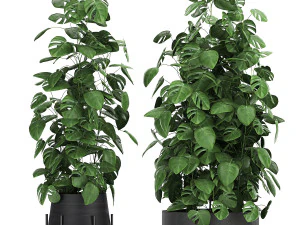 monstera in a pot for the interior 775 3D Model