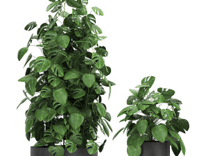 monstera in a pot for the interior 775 3D मॉडल