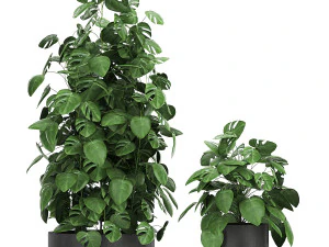 monstera in a pot for the interior 775 3D Model